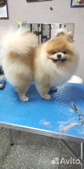 Померанский шпиц вязка