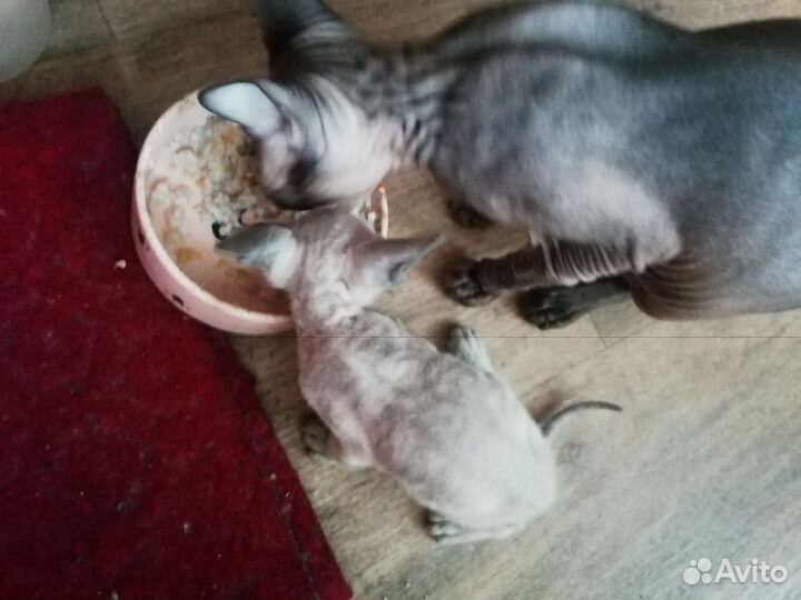 Донской сфинкс кошка