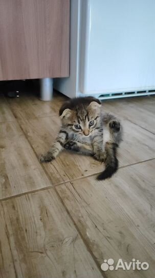 Кошка в дар бесплатно