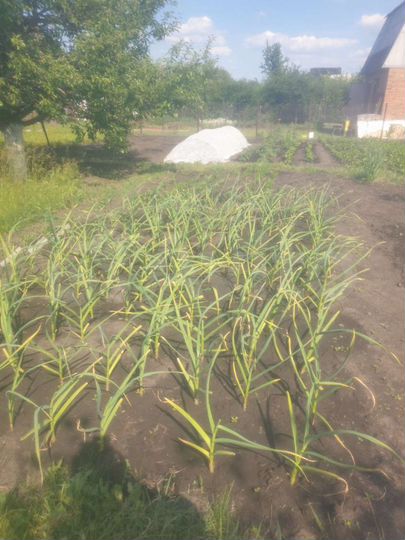 Участок 9 сот. (СНТ, ДНП)