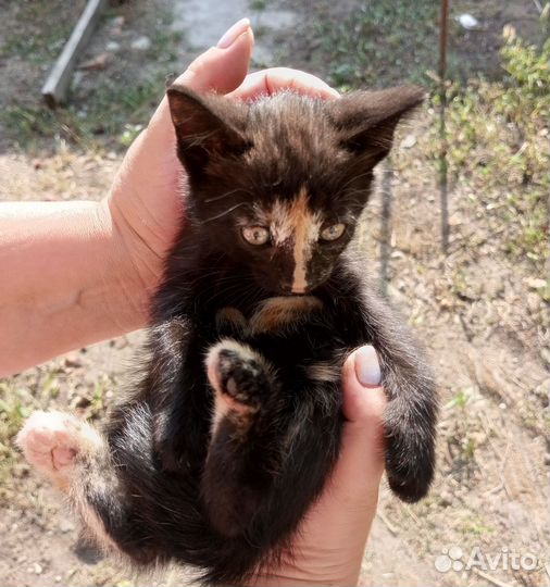 Кошка