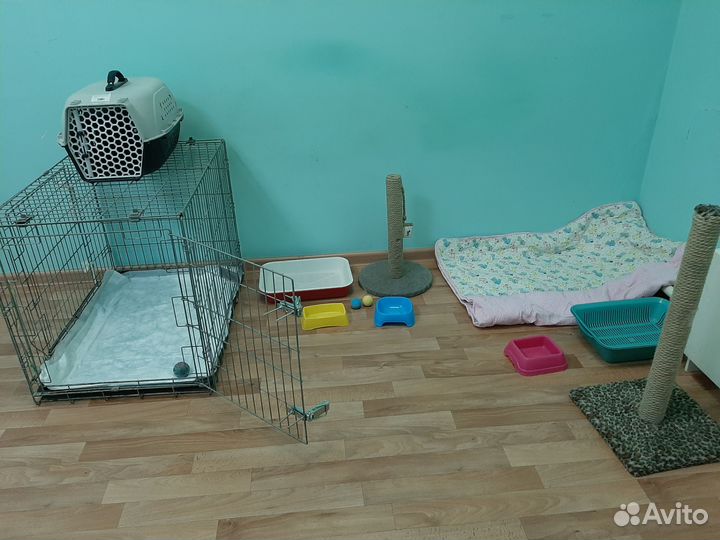 Передержка, зоогостинница, зооняня