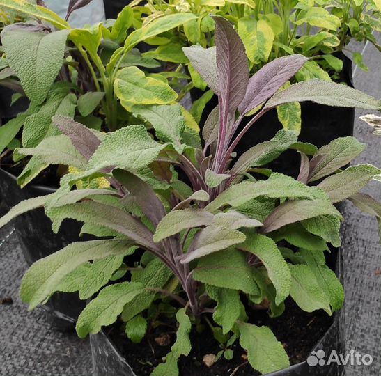 Шалфей Иссоп Лавандин Розмарин Лапчатка Сантолина