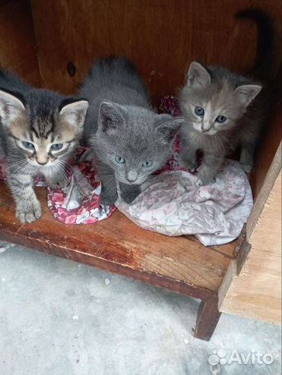 Котятки в добрые руки