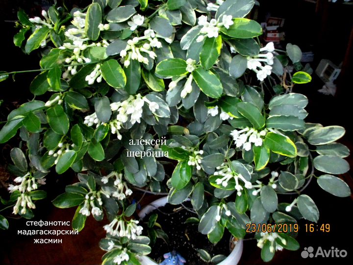 Черенки Стефанотис (мадагаскарский жасмин)