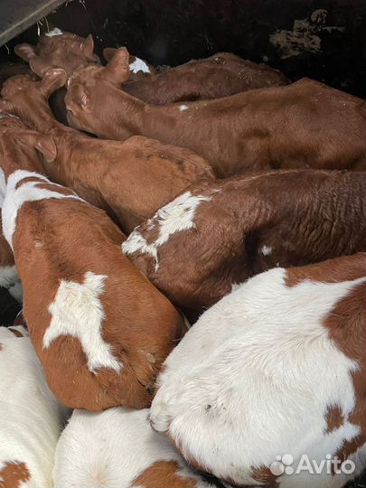 К Бычки и Тёлки на доращивание