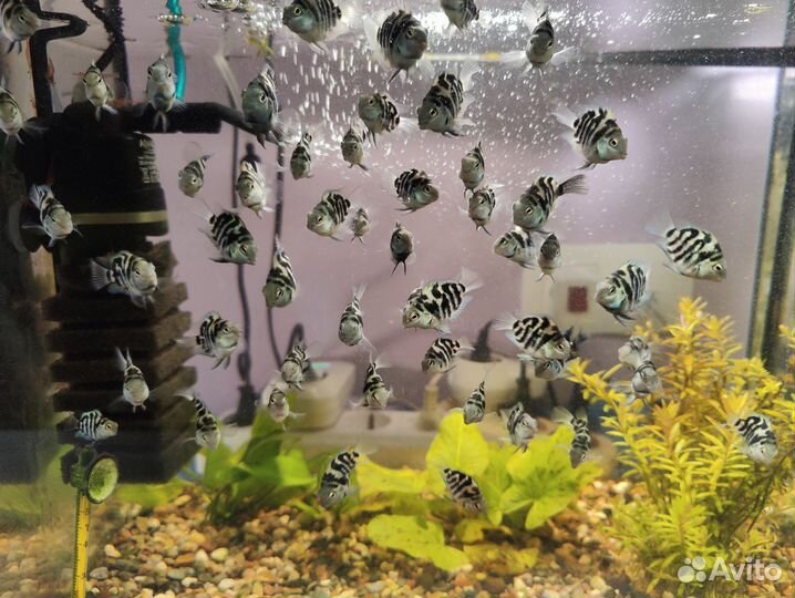 Рыбки сапфировый попугай