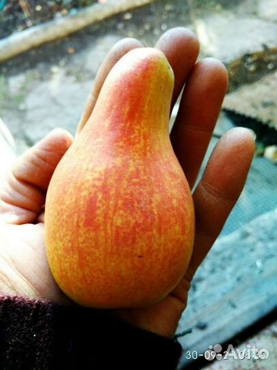 Черенки. Летняя прививка плодовых