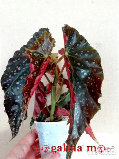 Бегонии кейн