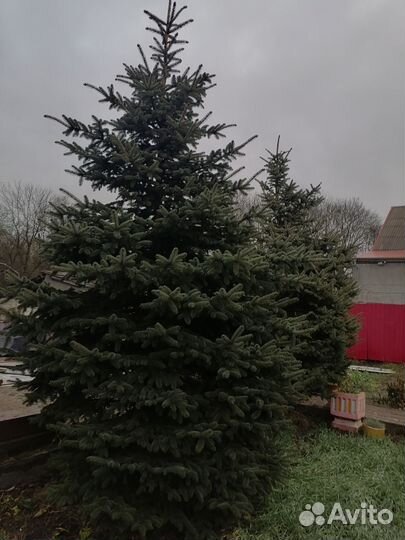 Ель голубая