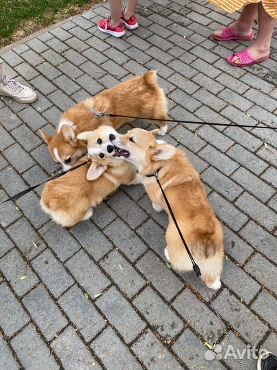 Щенки Корги пемброк