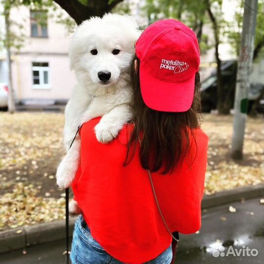 Кинолог. Дрессировка собак