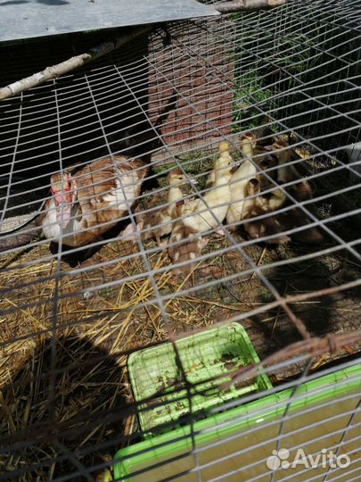 Индоутки молодые