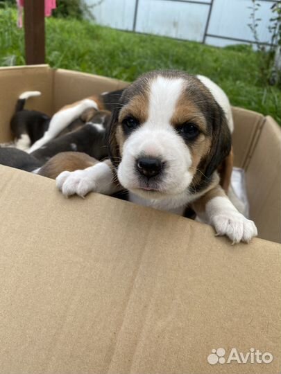 Щенки бигль