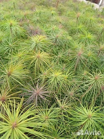 Сосна обыкновенная