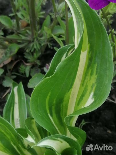 Флокс шиловидный, хоста, клематис