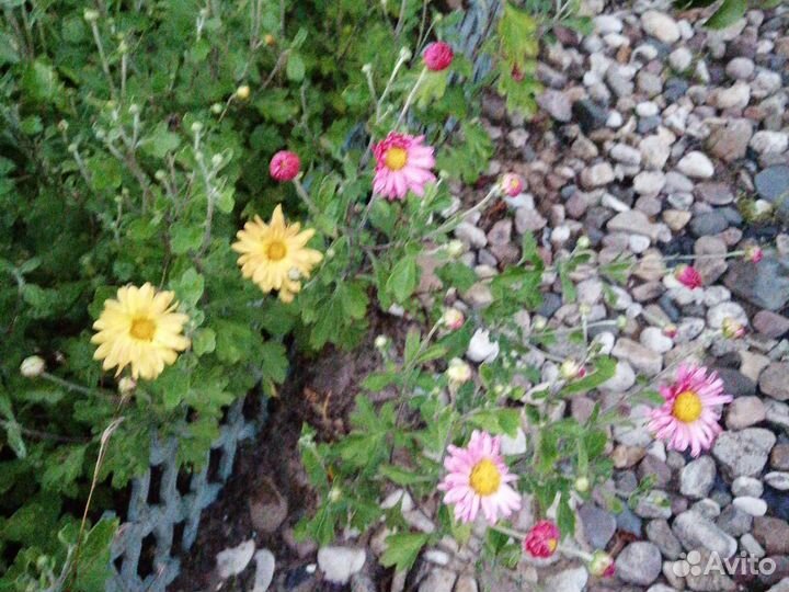 Гортензия. Цветы