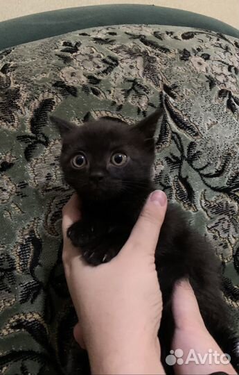 Котенок черный