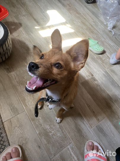 Передержка домашних животных