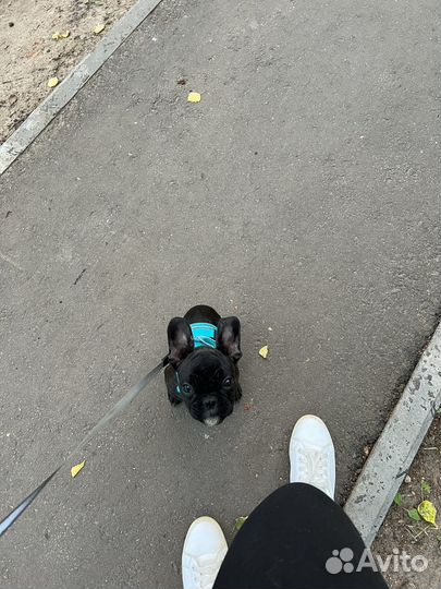 Шлейка для собаки