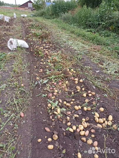 Продам картофель