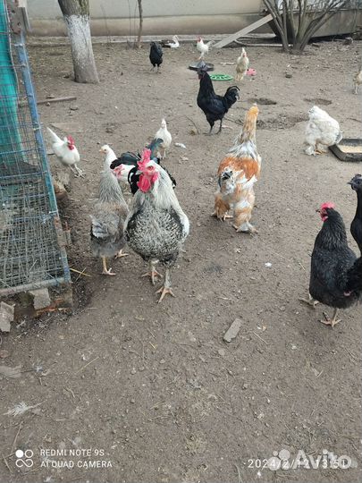 Инкубационные яйца кур несушек/цыплята