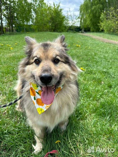 Собака в добрые руки отдам бесплатно