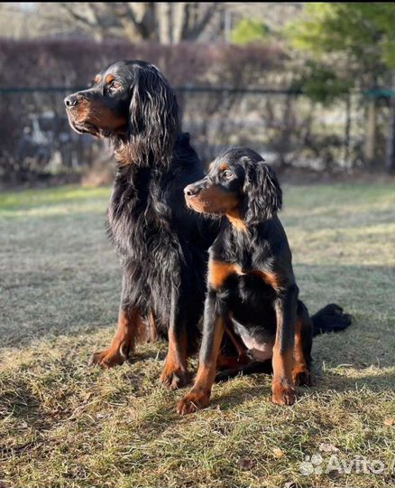 Шотландский сеттер