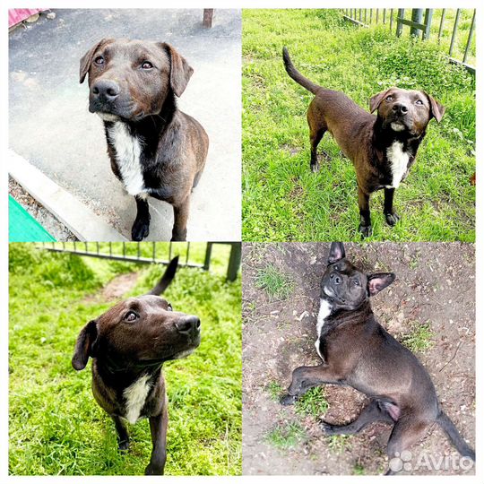 Собака в дар