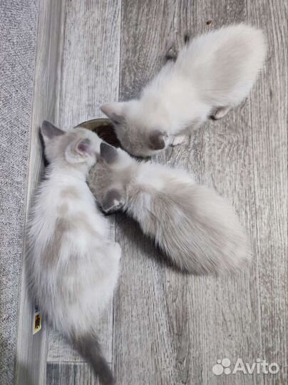 Котята невская маскарадная+тайский