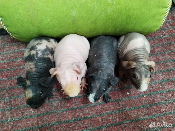 Морская свинка скинни далматин