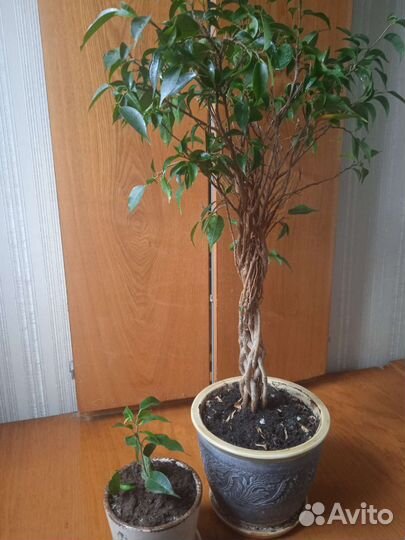 Фикусы Бенджамина,драцена и др.растения