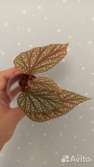 Бегония декоративно лиственная