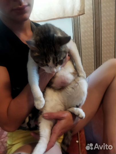 Кошка 1год