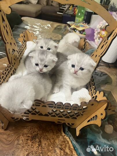 Серебристая шиншилла