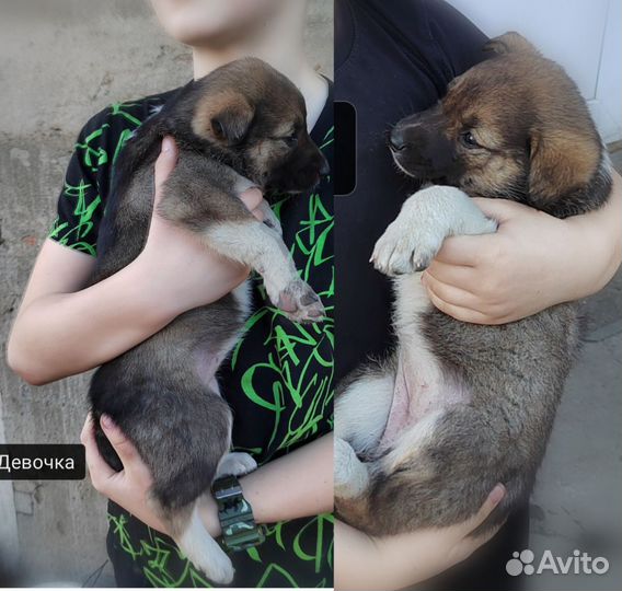 Собака в добрые руки отдам бесплатно