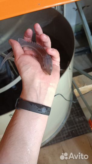 Рыба для пруда. Малек