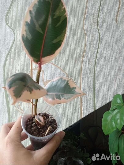 Фикус робуста, бэлиз, канарский плющ, хедера