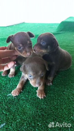 Малыши той-терьер