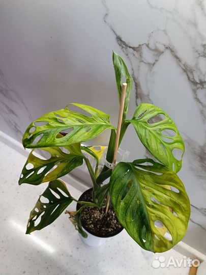 Монстера адансона вариегатная