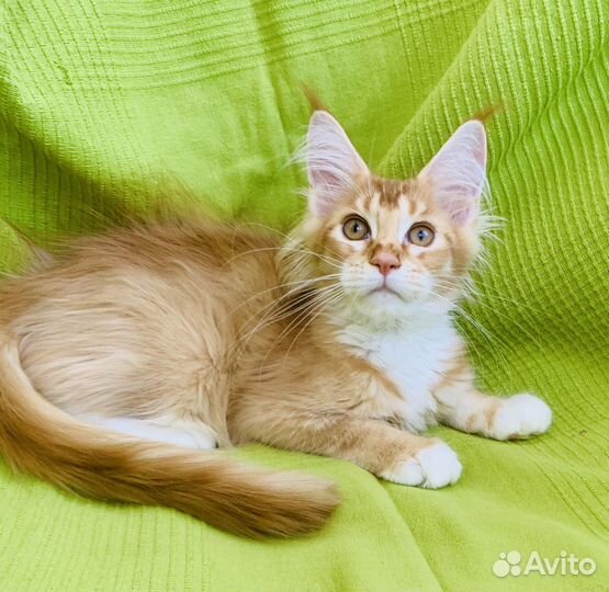 Милые малыши-котята мейн-кун