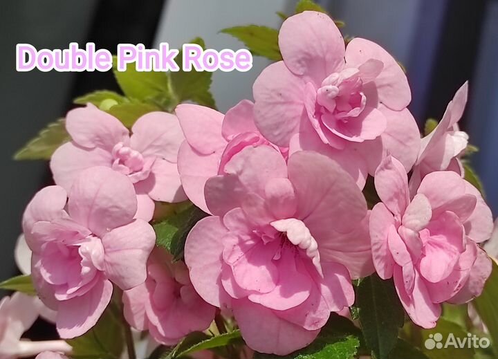 Ризомы ахименеса - Double Pink Rose