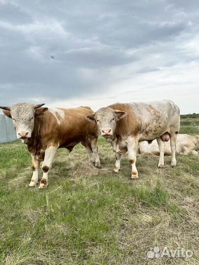 Быки симменталы на племя