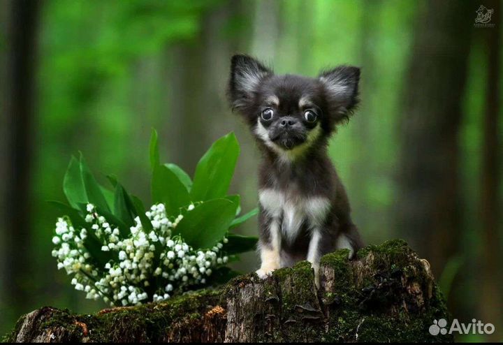 Шикарный мальчик - он такой один