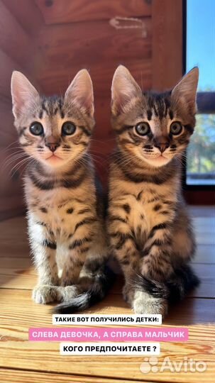 Бенгальские котята Оцикет