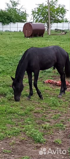 Продаю лошадей Карачаевской породы