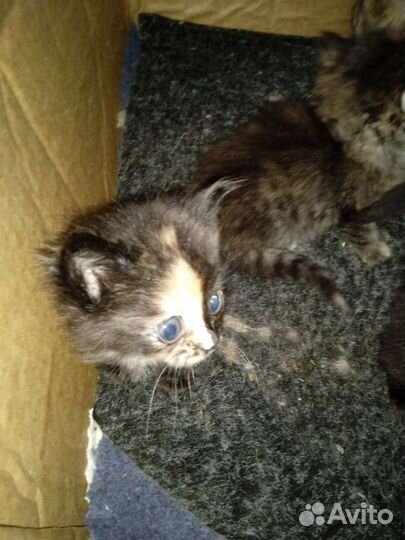 Котята смесь пород