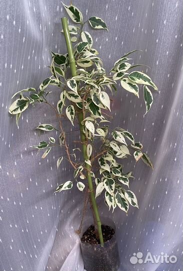 Фикусы сортовые