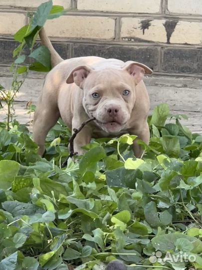Американский булли покет щенки