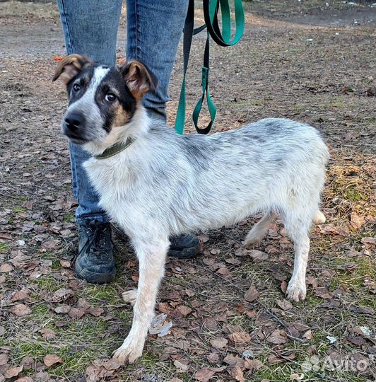 Батоша 9 мес 40-45 см